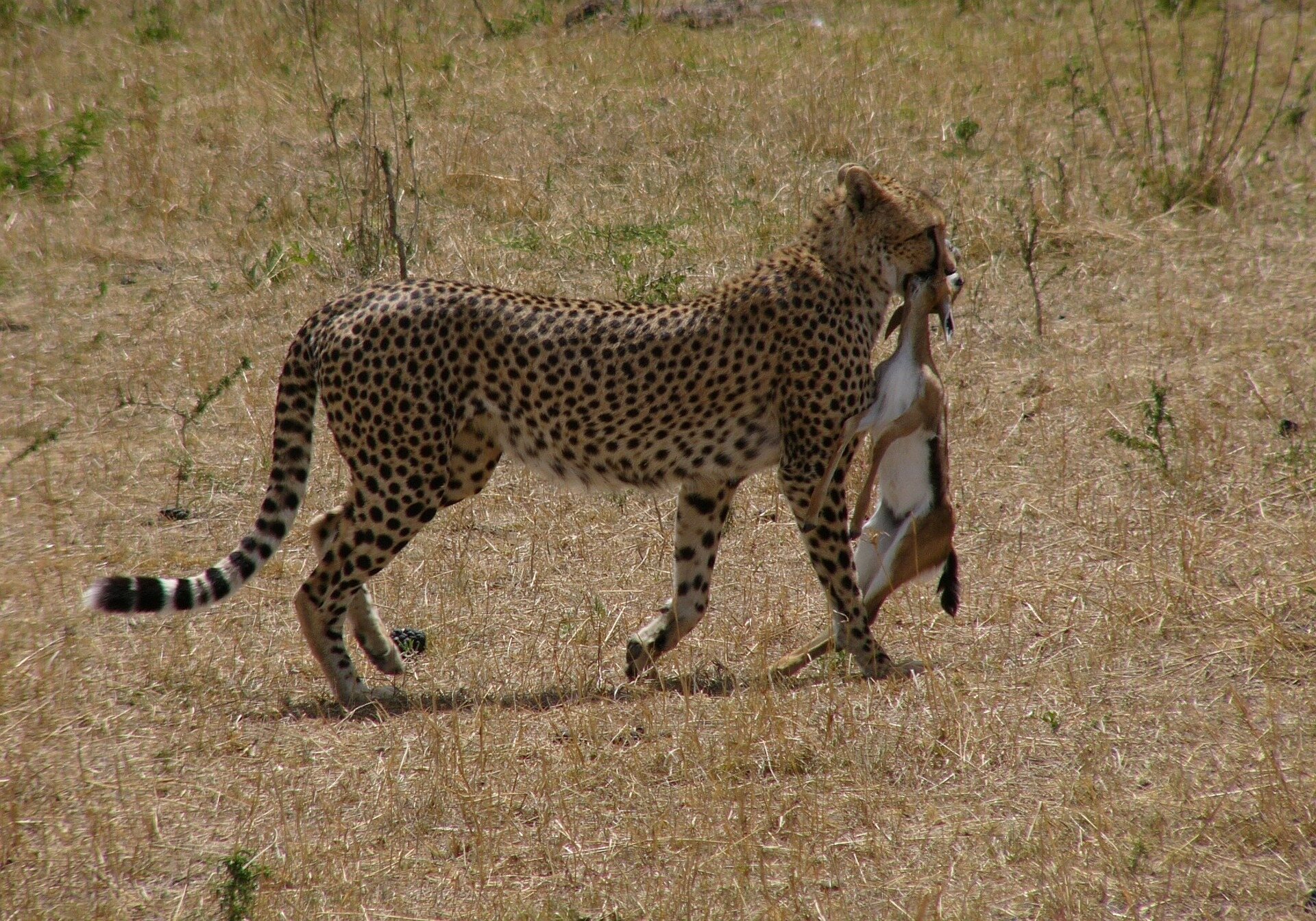 4 days private safari in tanzania