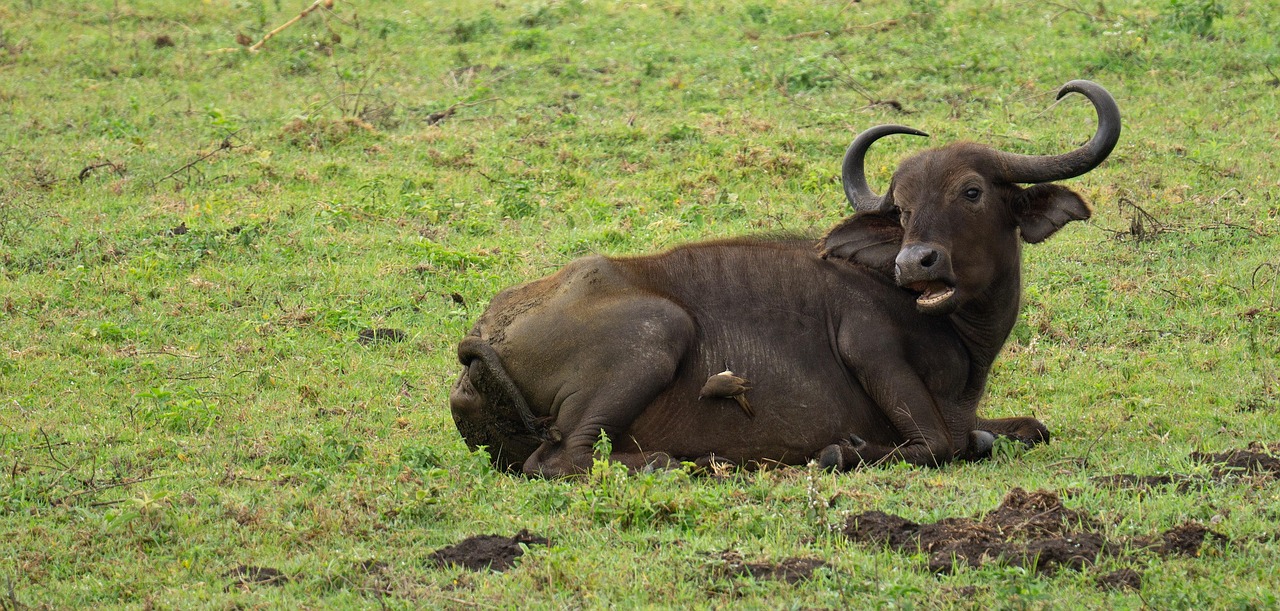 1 Day Group Joining Safari in Tanzania – Budget Wildlife Experience