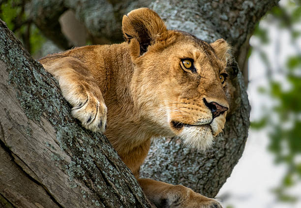 1 day mikumi safari from dar es salaam