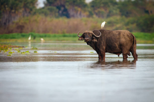 10 days budget & camping safari in tanzania
