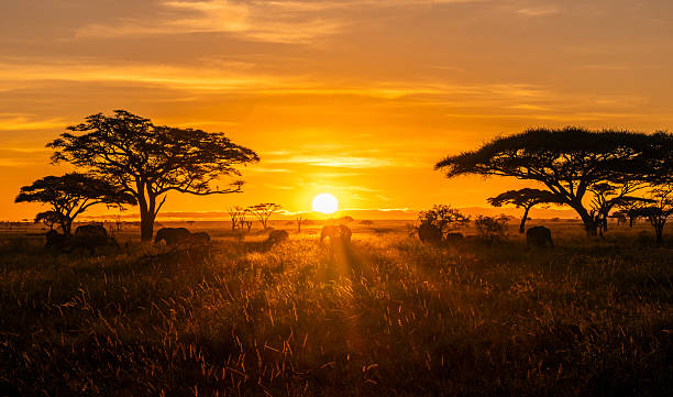10 days family safari and zanzibar