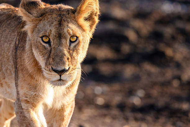 10 days mid-range safari and zanzibar