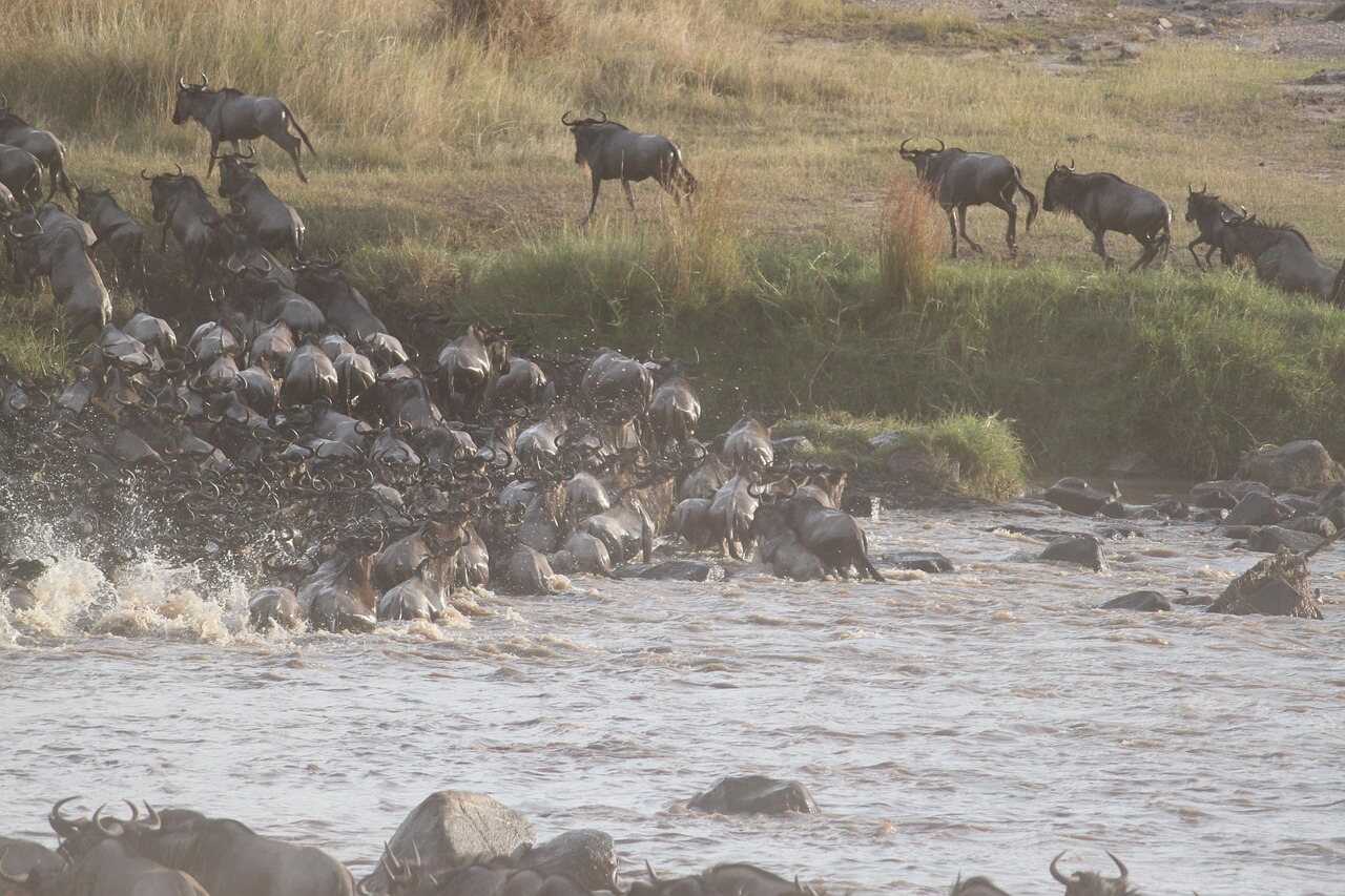 10 days migration safari in tanzania