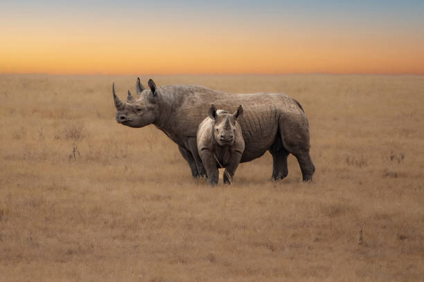 12 days budget & camping safari in tanzania
