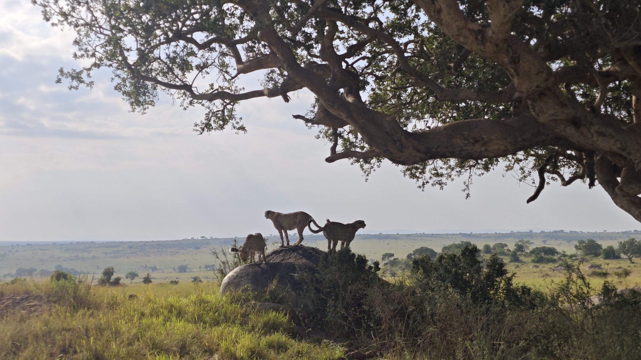 12 days private safari in tanzania