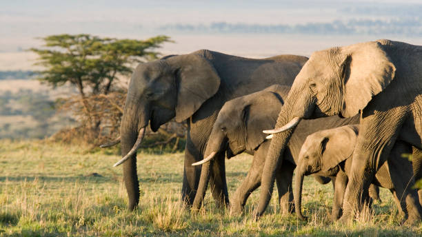 2 days budget & camping safari in tanzania
