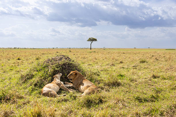 2 days family safari tanzania