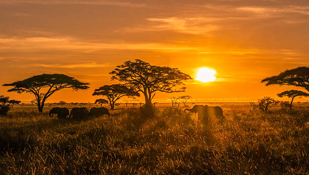 2 days luxury family safari tanzania