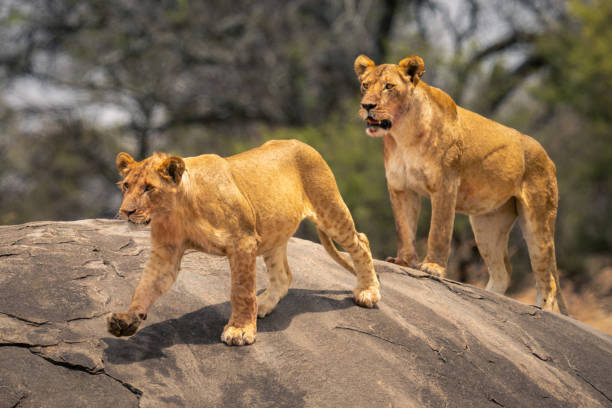 2 days luxury safari in tanzania