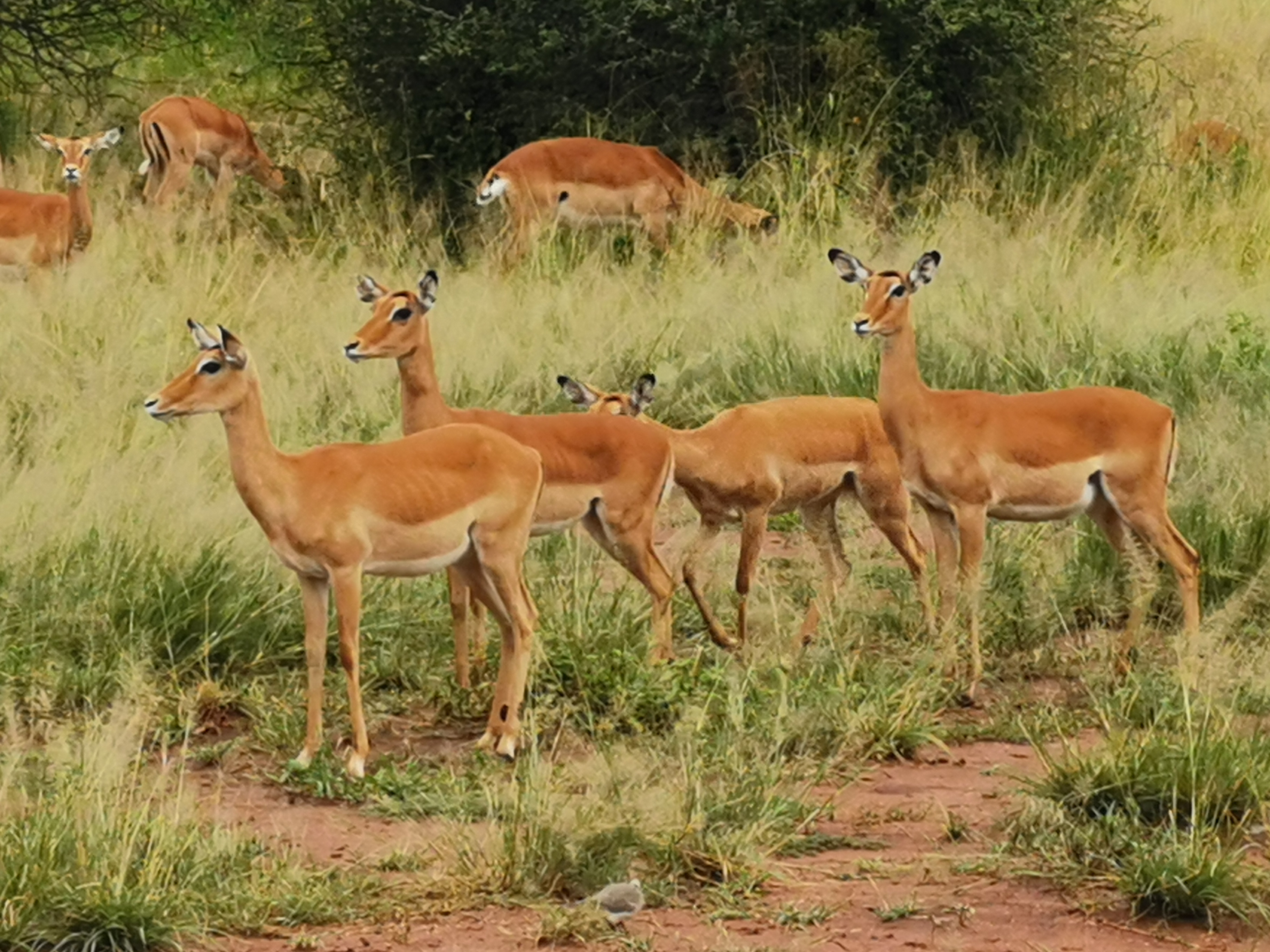 3 days budget & camping safari in tanzania