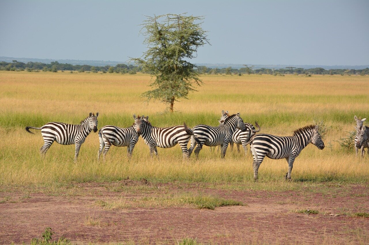 3 days group joining safari in tanzania