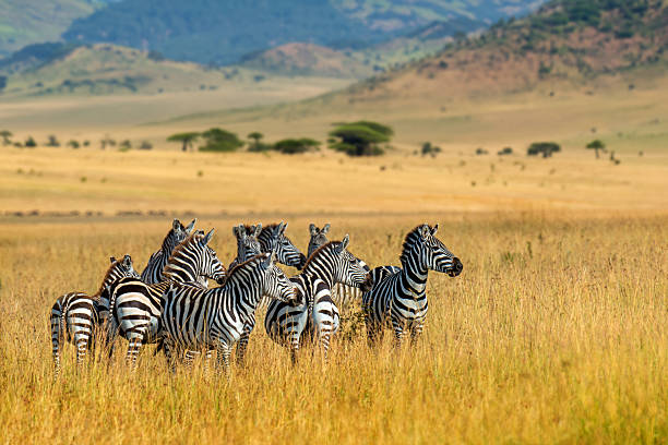 3 Day Mid Range Safari