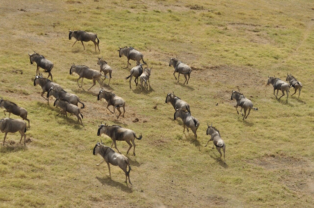 3 days migration safari in tanzania