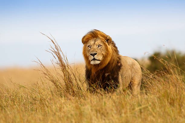 3 days private family safari tanzania