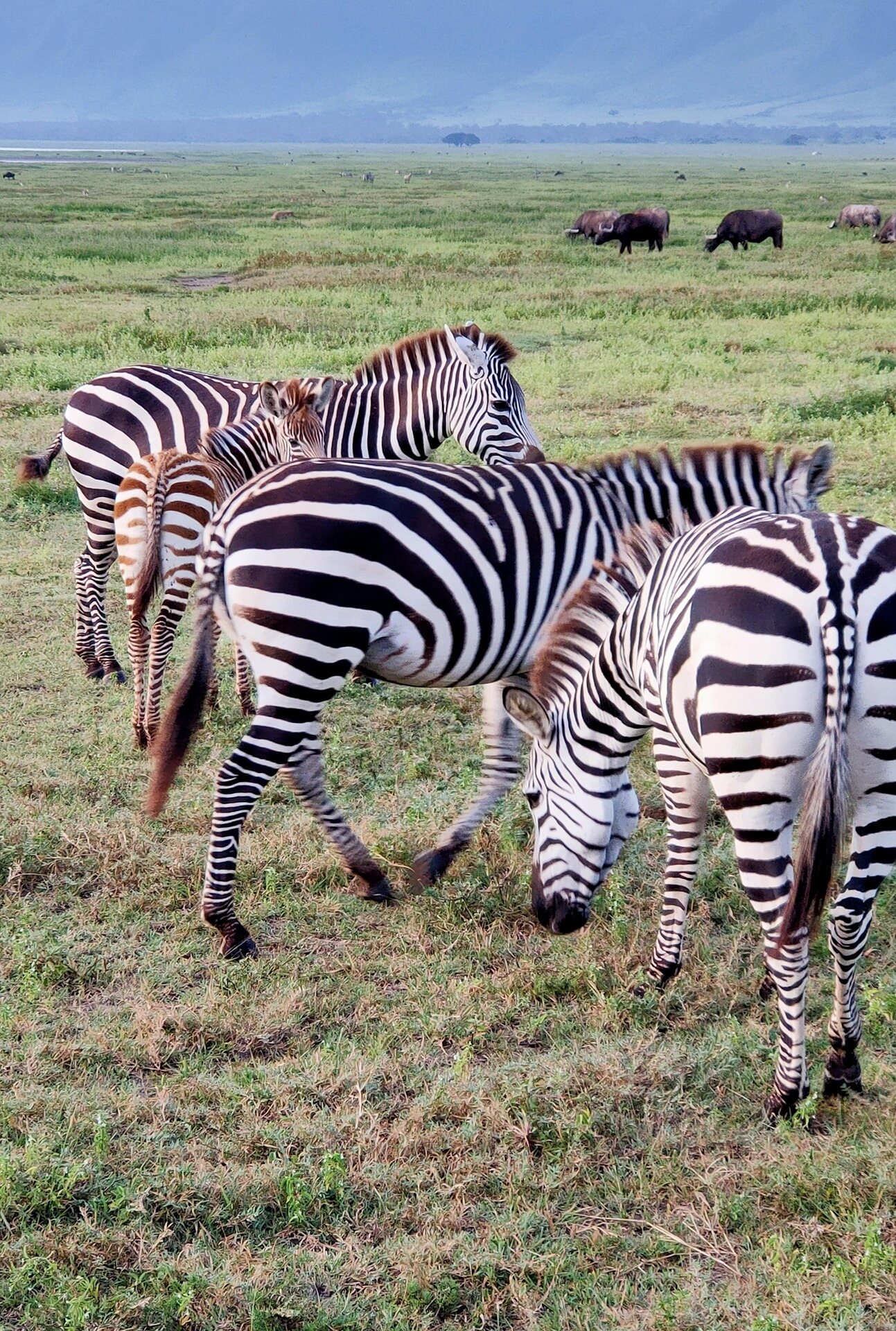 3 days private safari in tanzania