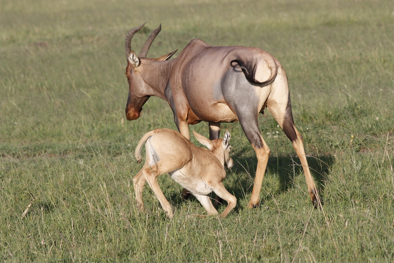 4 days budget & camping safari in tanzania
