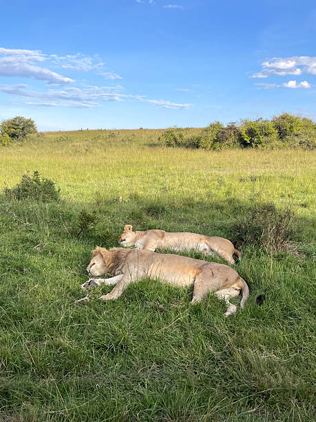 4 days family safari tanzania