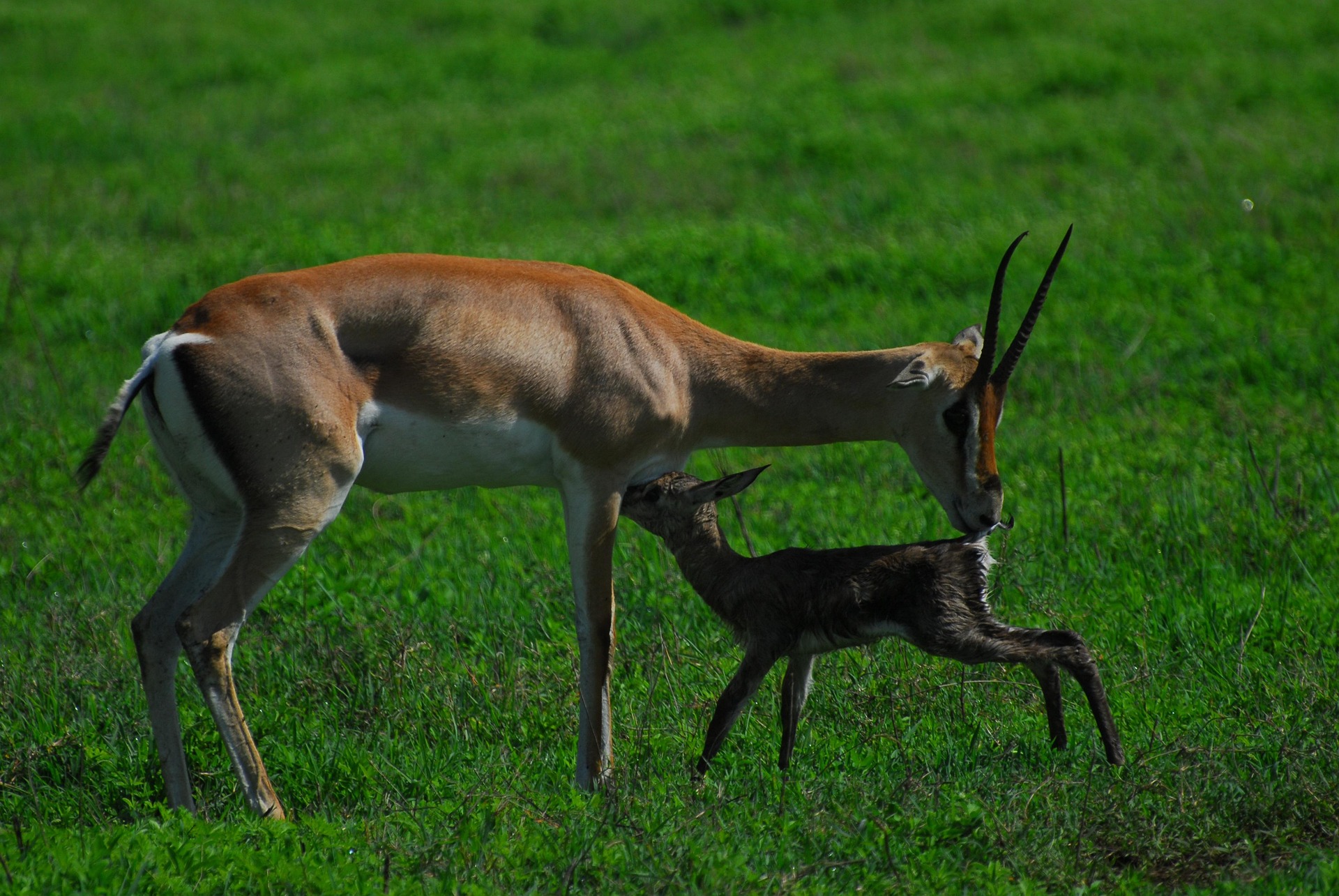 4 days luxury safari in tanzania