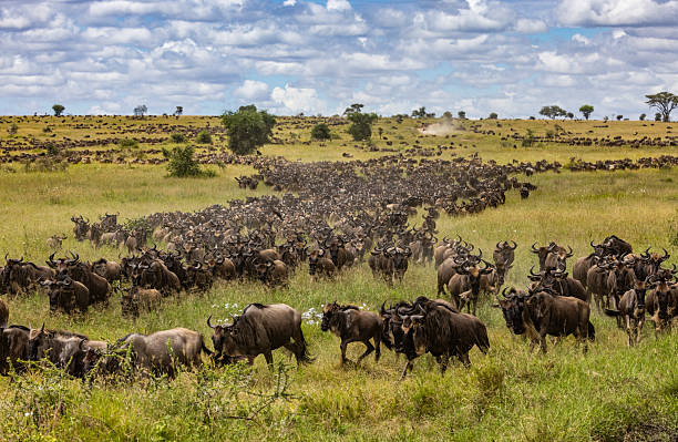 4 days mid-range northern circuit safari