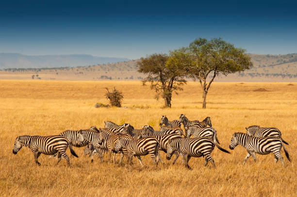 4 Day Mid Range Safari