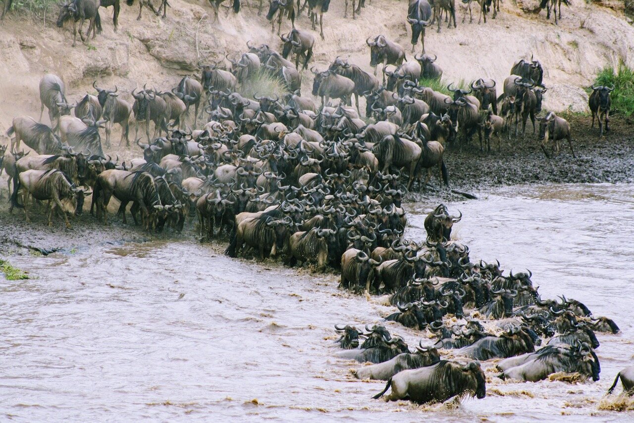 4 days migration safari in tanzania