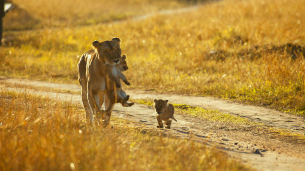 4 days private family safari tanzania