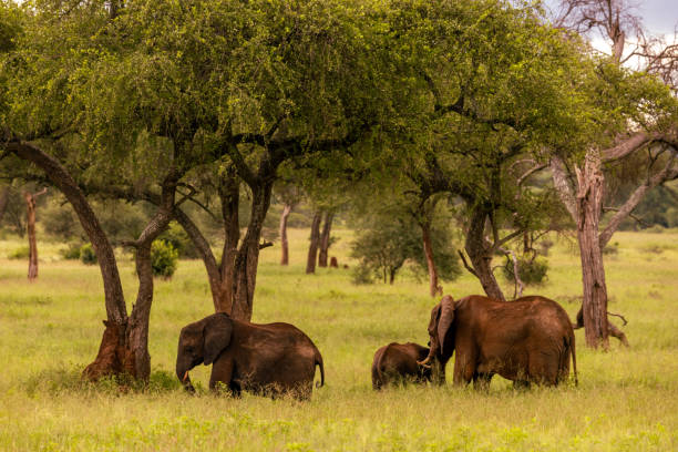 7 days private safari in tanzania