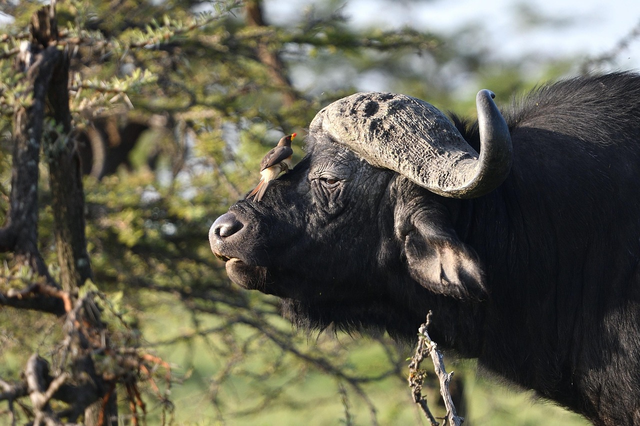 5 days budget & camping safari in tanzania