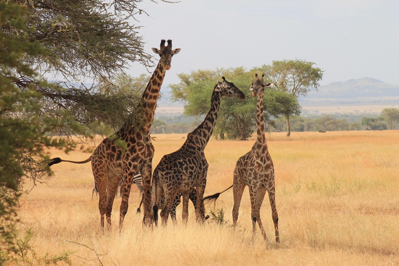 5 days group joining safari in tanzania