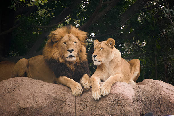 5 days luxury honeymoon safari serengeti