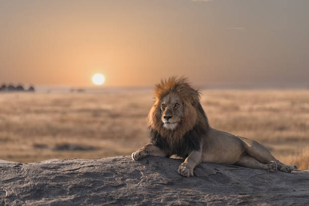 5 days mid-range northern circuit safari