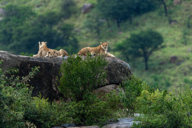 5 days mid-range serengeti safari tanzania