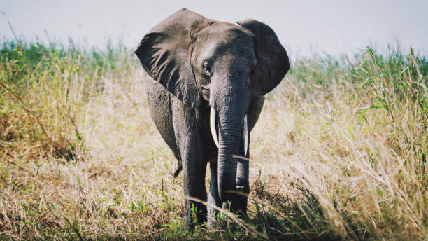 5 days mikumi mid-range safari from dar