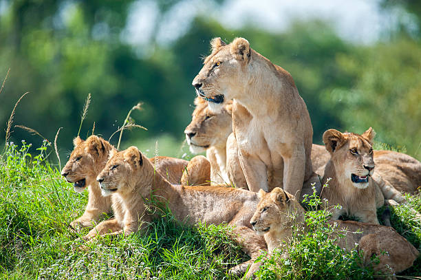 6 days budget & camping safari in tanzania