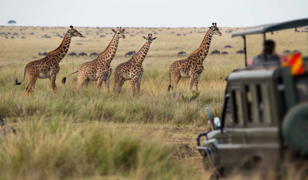 6 days mid-range northern circuit safari tanzania