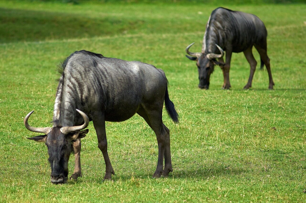 6 Day Migration Safari