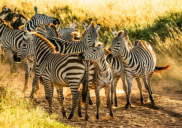 mount meru wildlife trekking –