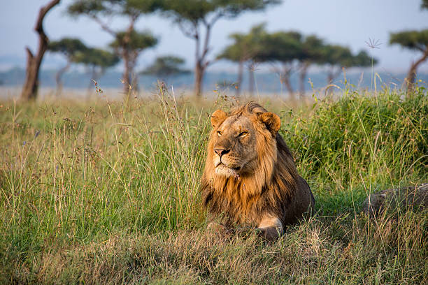 7 Day Tanzania Safari