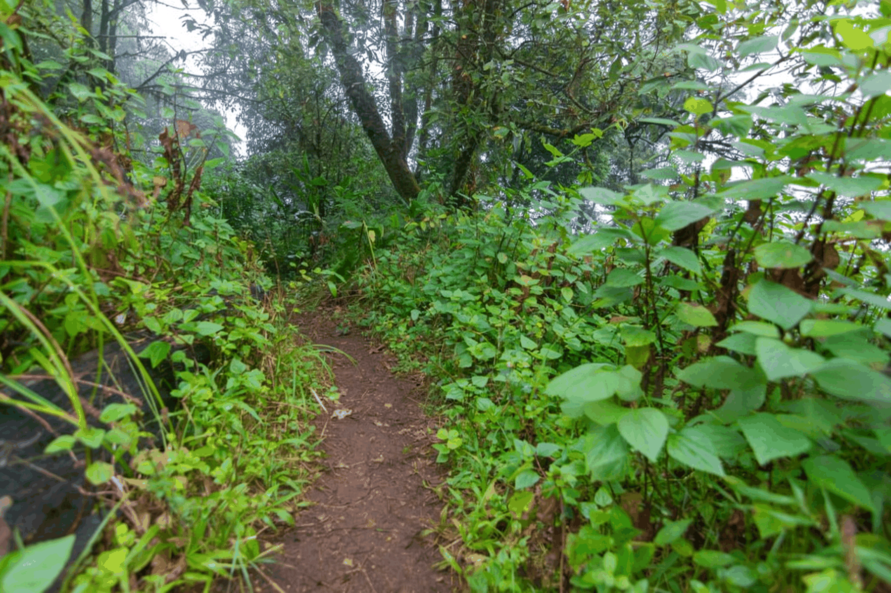 7 Day Machame Group Climb