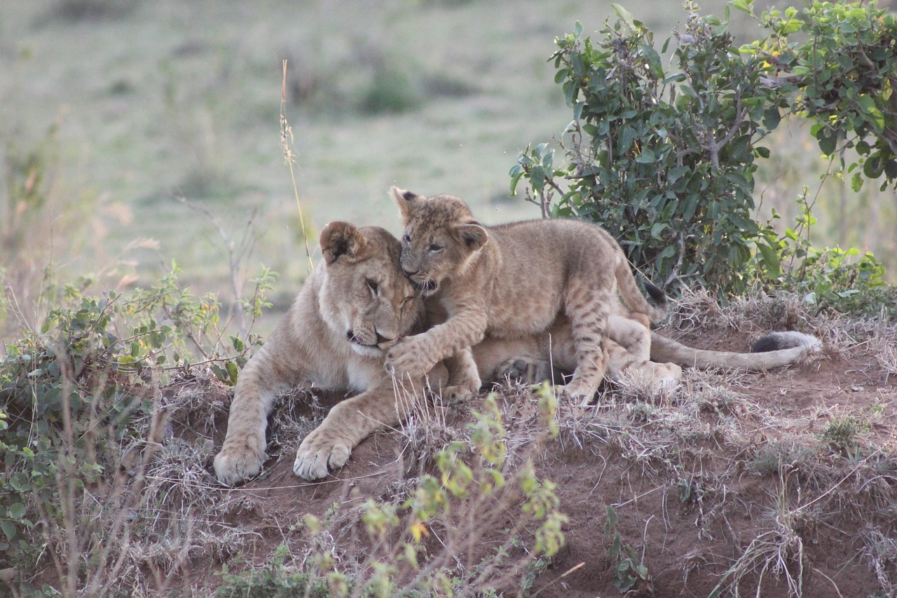 7 days budget & camping safari in tanzania