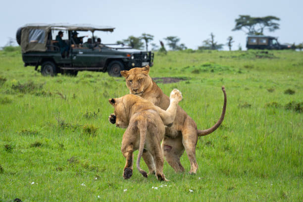 7 days family safari tanzania