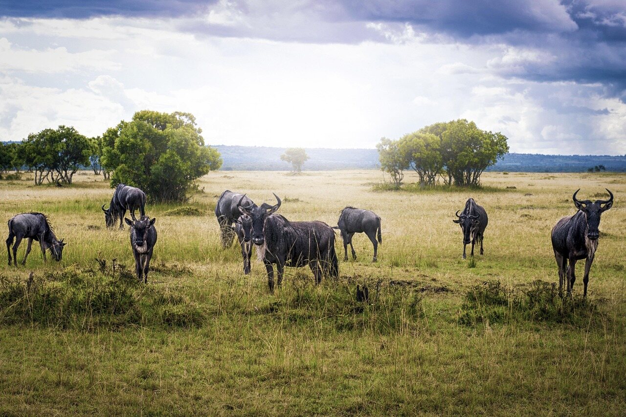 7 days migration safari in tanzania