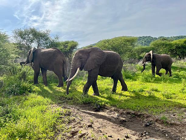 7 days mikumi safari tanzania