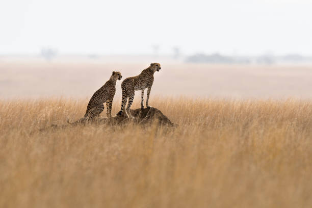 7 days private family safari tanzania