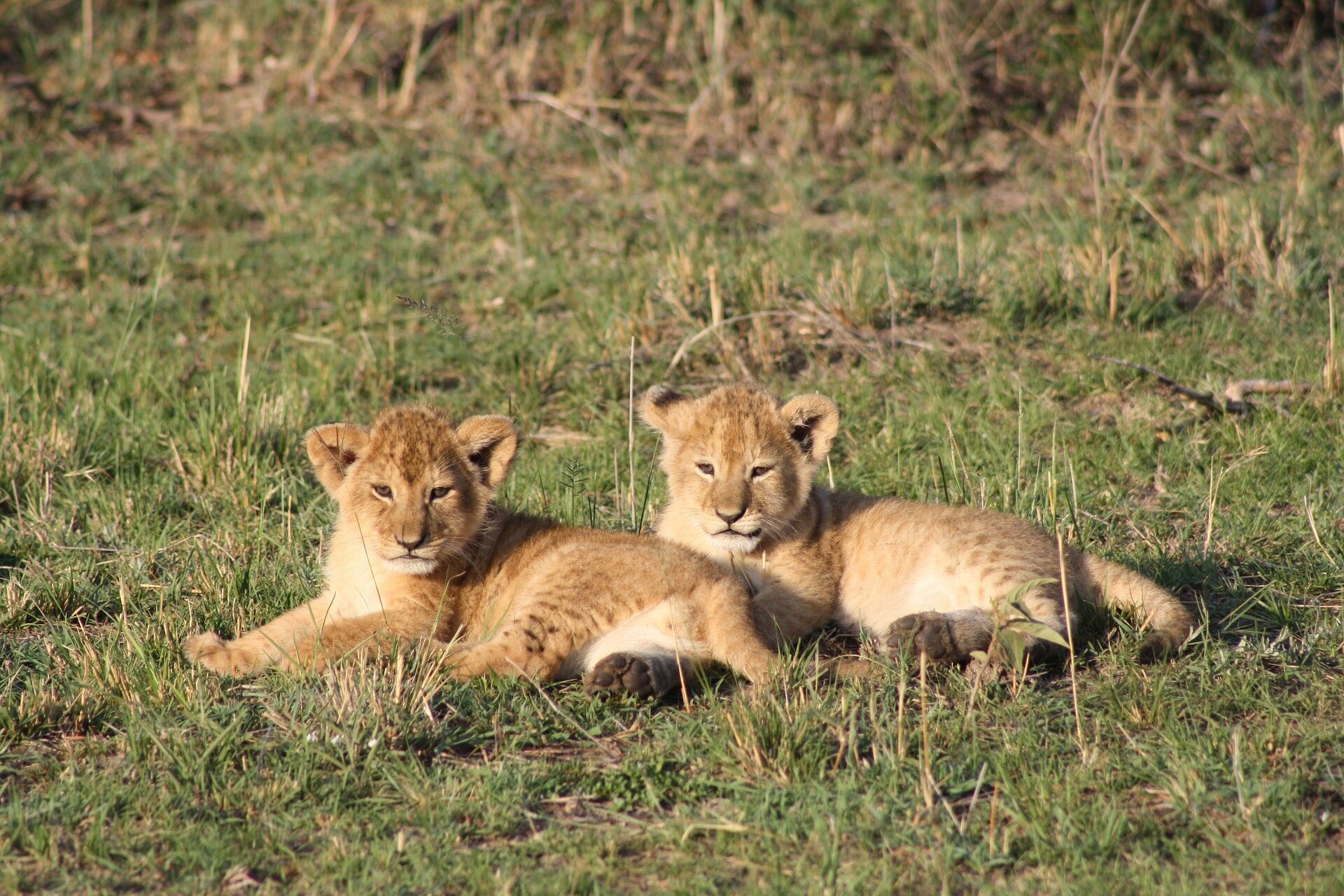 8 days budget & camping safari in tanzania