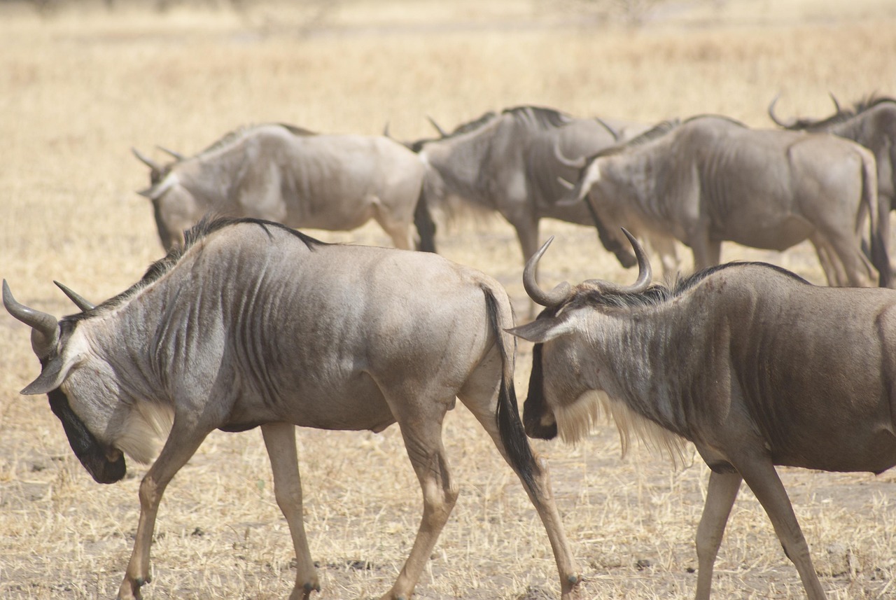 8 days migration safari in tanzania