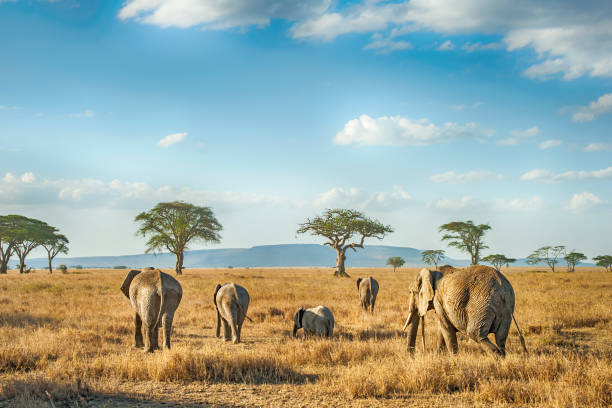 8 days private family safari tanzania