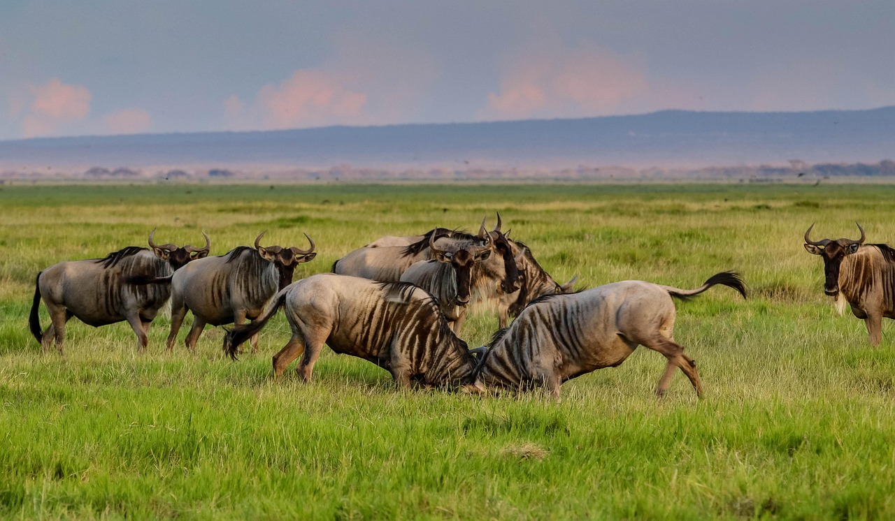 9 days migration safari in tanzania