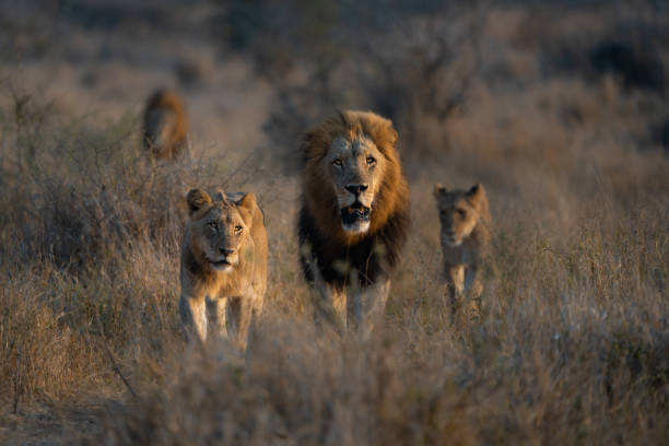 4 days mikumi mid-range safari from dar