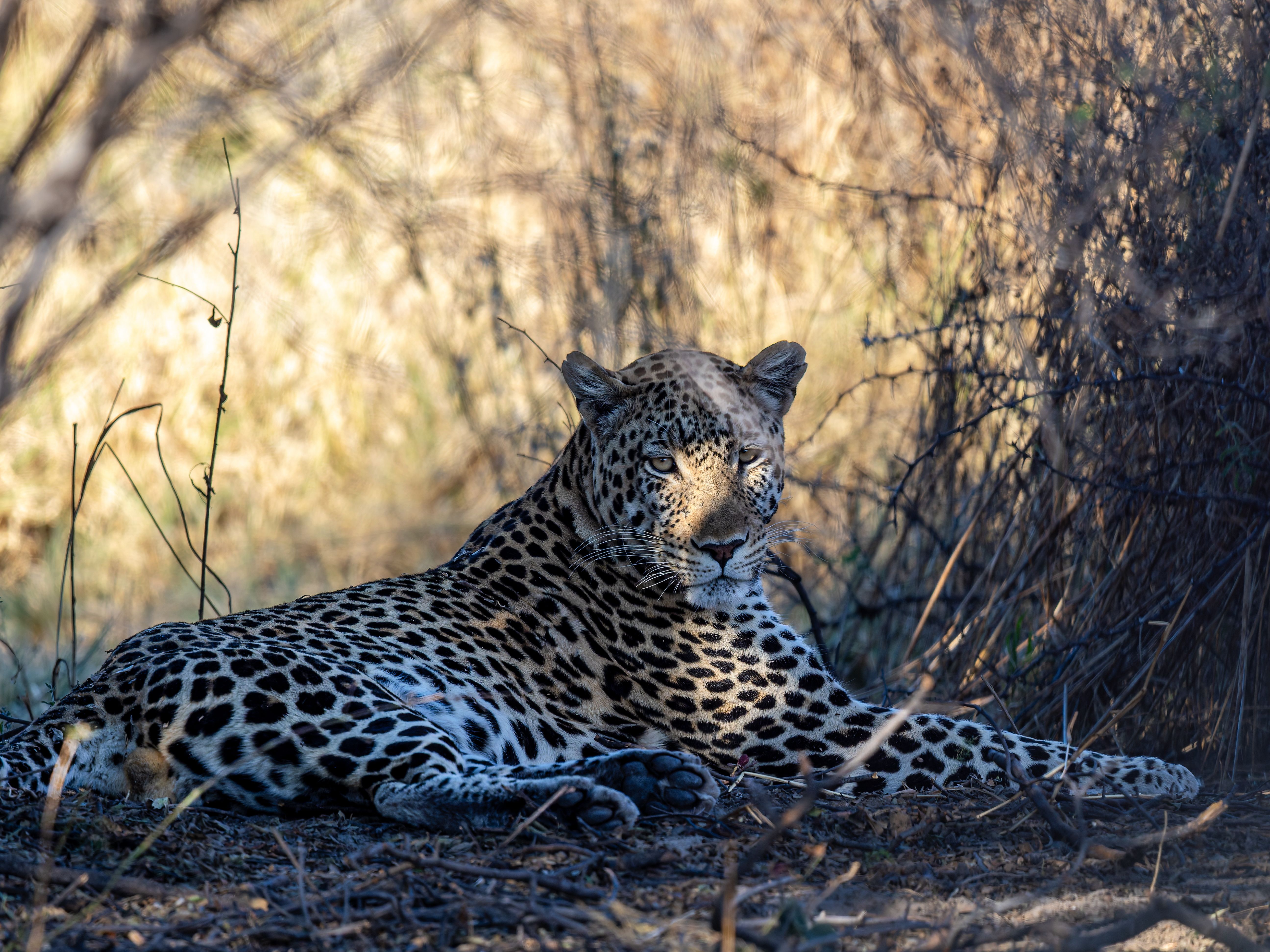 Botswana vs Tanzania: Which Is Better for Safari?